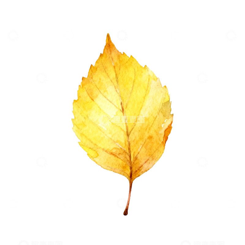 高清大图下载【趣麦麦图】水彩插画树叶