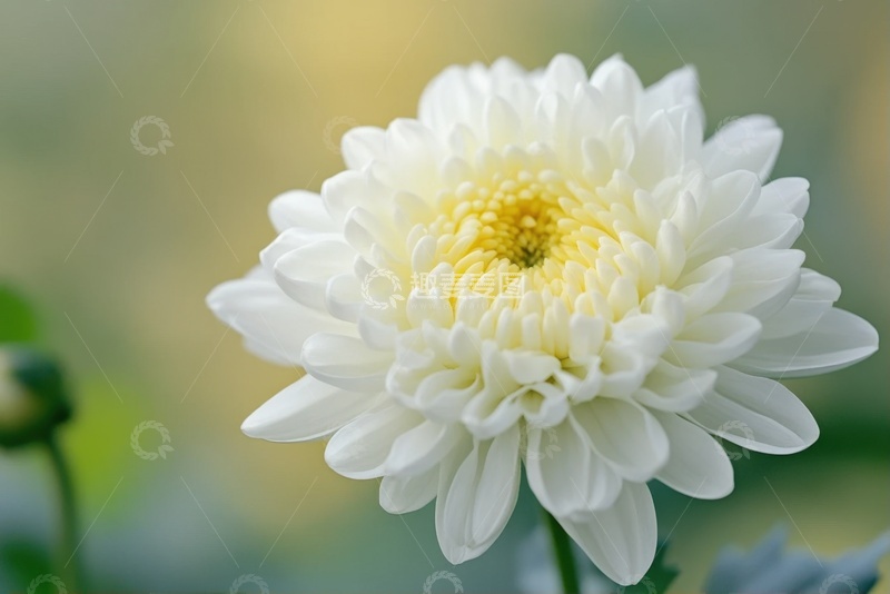 高清大图下载【趣麦麦图】白色的千瓣菊花花卉