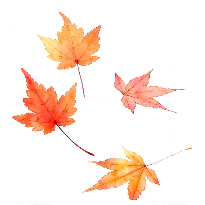 高清大图下载【趣麦麦图】水彩插画枫叶