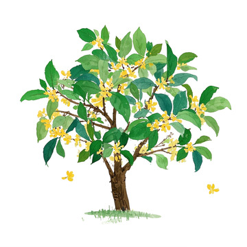 桂花水彩插画