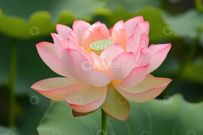 高清大图下载【趣麦麦图】盛开的粉色荷花花卉