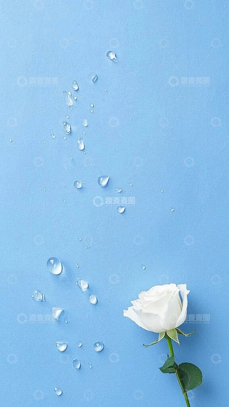 高清大图下载【趣麦麦图】白色玫瑰花清新底图4