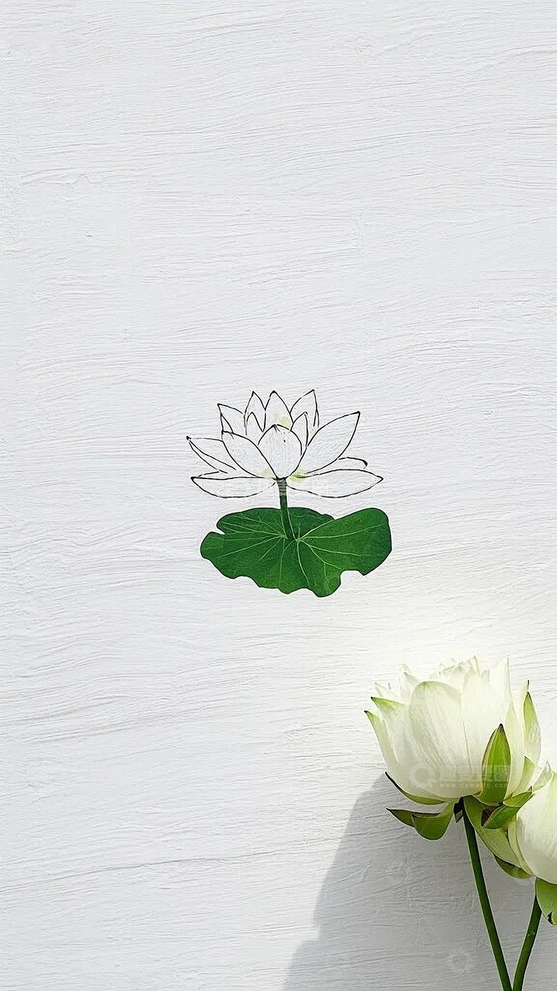 高清大图下载【趣麦麦图】白色玫瑰花清新底图8