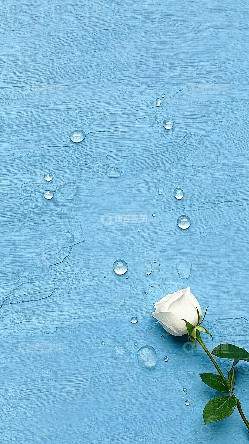 高清大图下载【趣麦麦图】白色玫瑰花清新底图6
