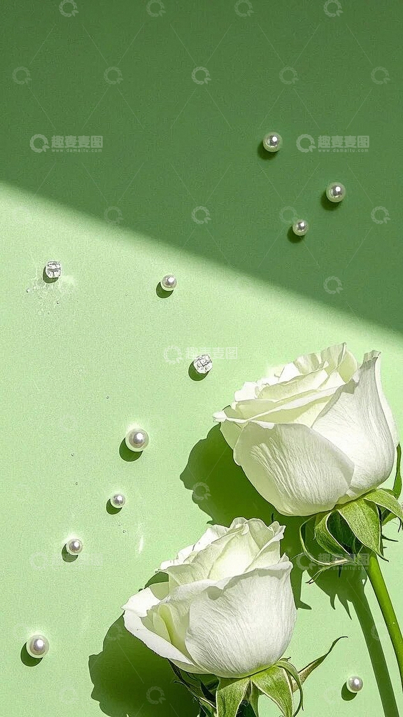 高清大图下载【趣麦麦图】白色玫瑰花清新底图7