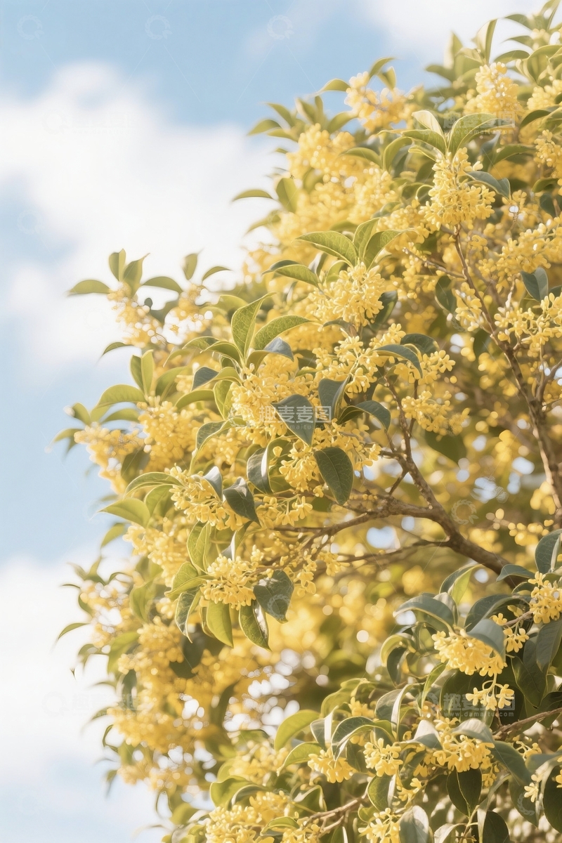 高清大图下载【趣麦麦图】桂花和背景美丽的蓝天
