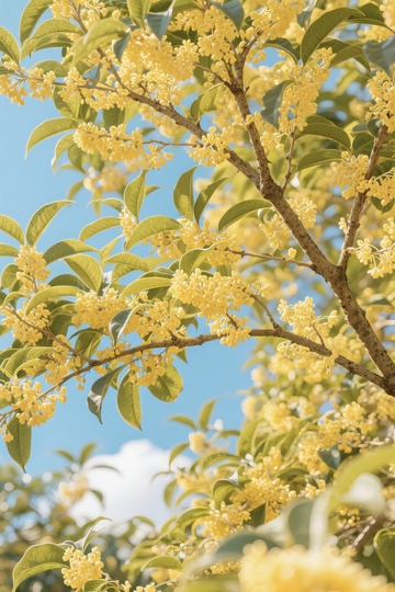 蓝天桂花精致摄影图