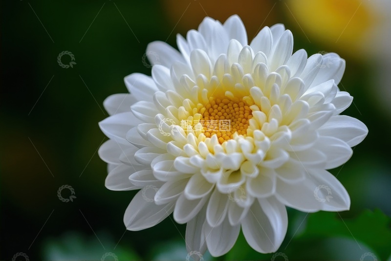 高清大图下载【趣麦麦图】盛开的千瓣菊花花卉