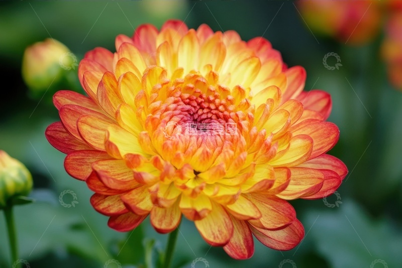 高清大图下载【趣麦麦图】橙色的千瓣菊花