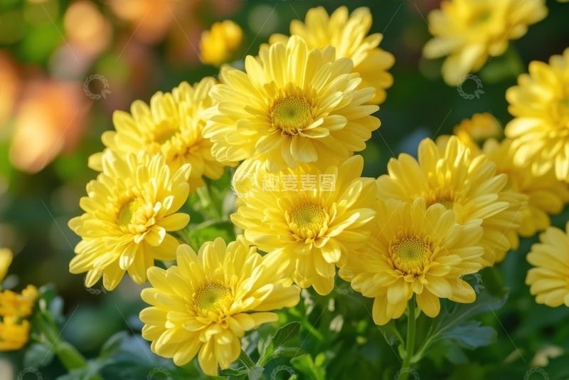 高清大图下载【趣麦麦图】盛开的黄色菊花花丛