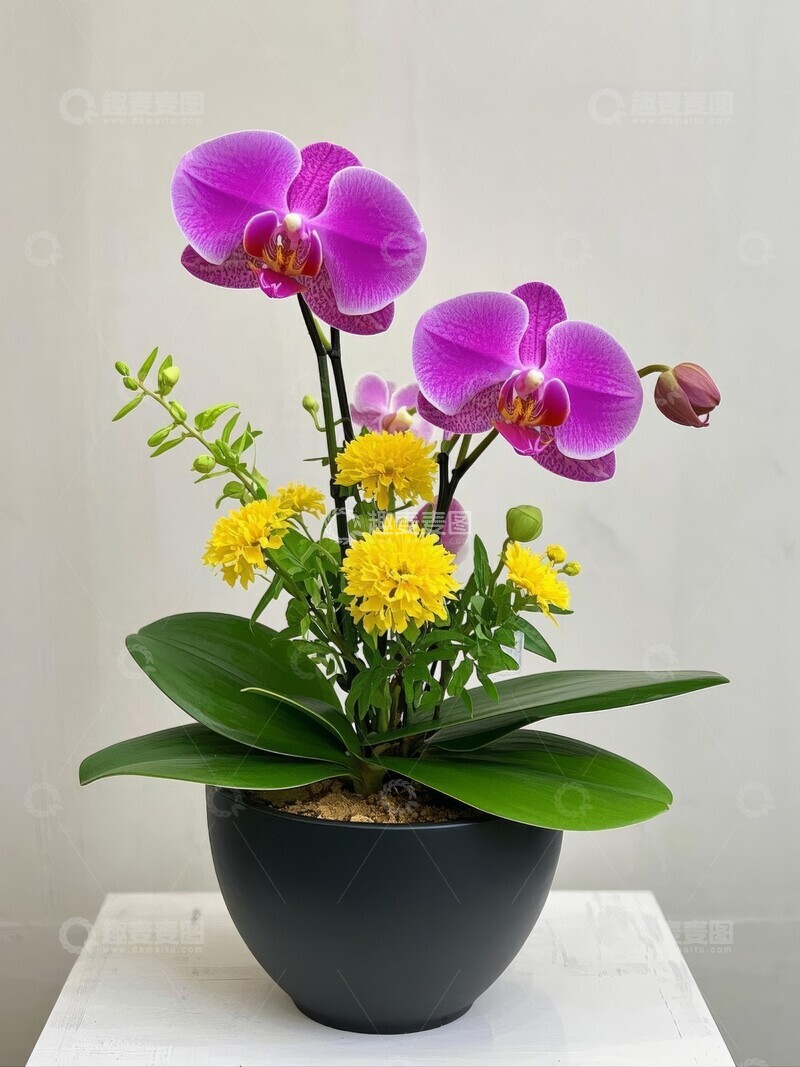 高清大图下载【趣麦麦图】紫色蝴蝶兰花与黄色小花的盆栽