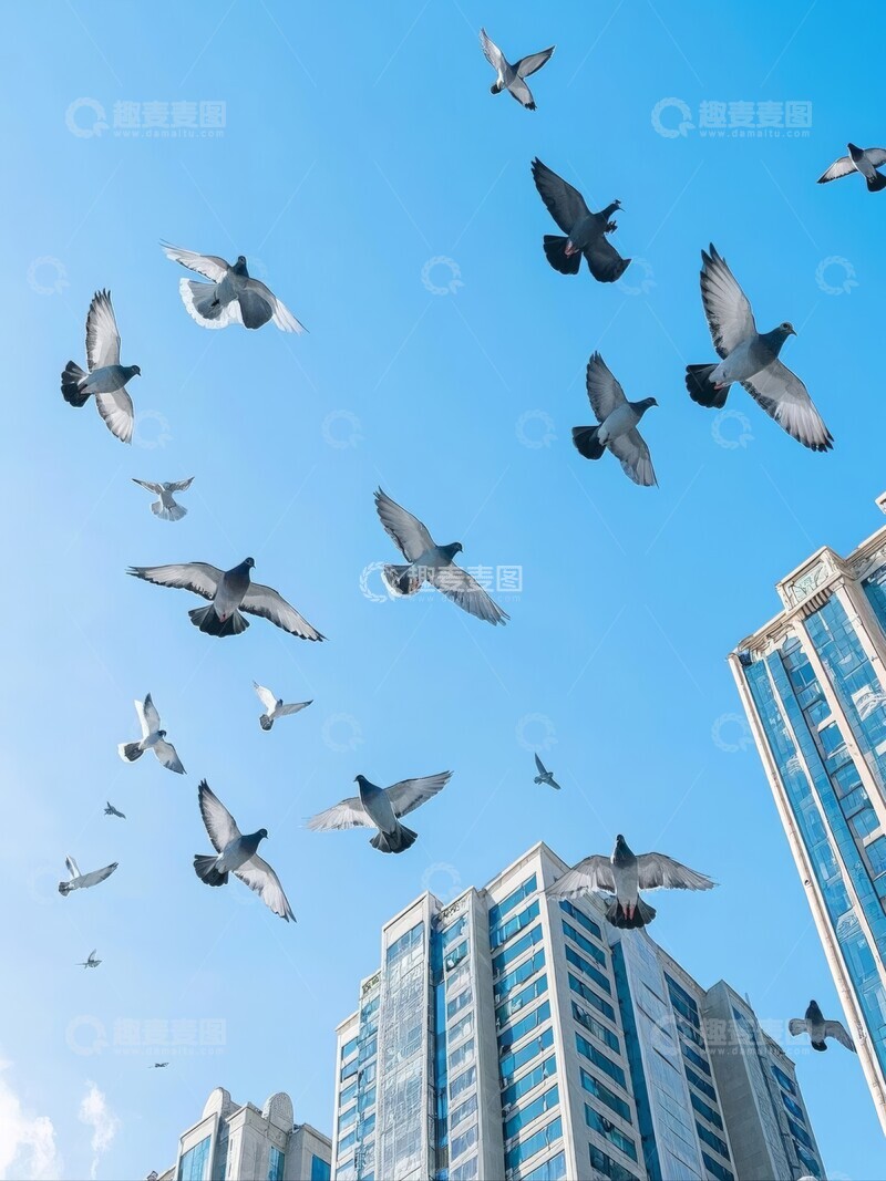 高清大图下载【趣麦麦图】蓝天背景下飞翔的鸽群