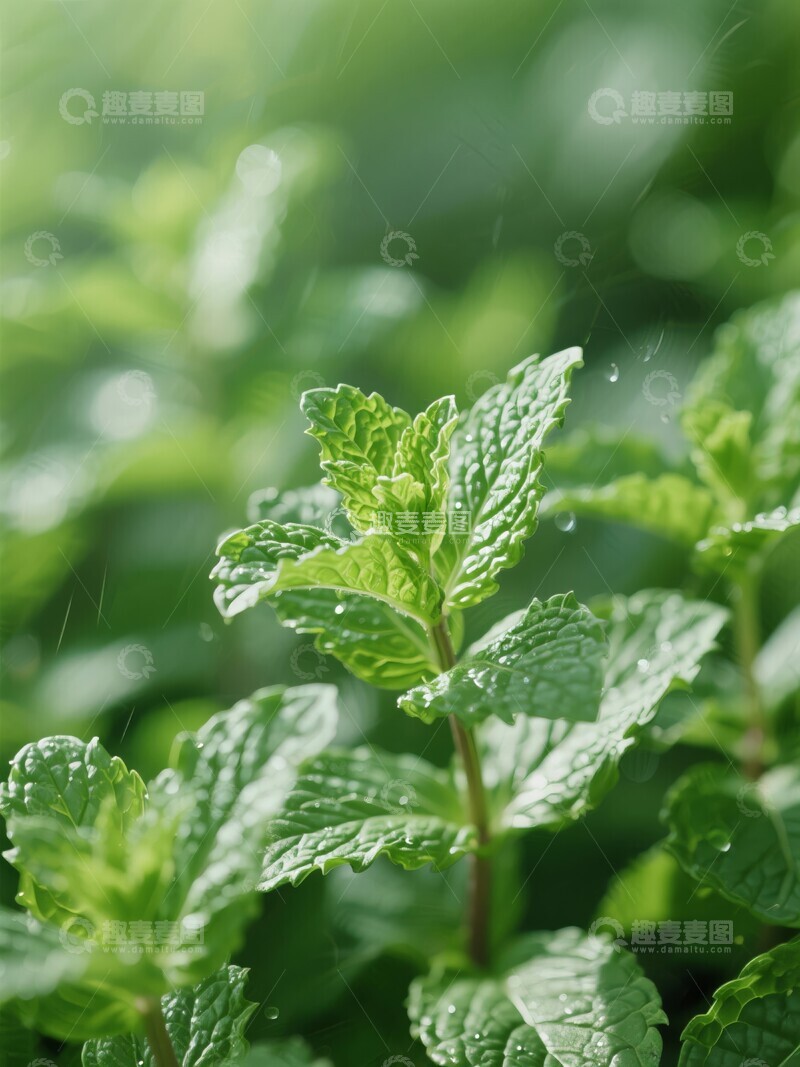 高清大图下载【趣麦麦图】阳光下新鲜的薄荷叶