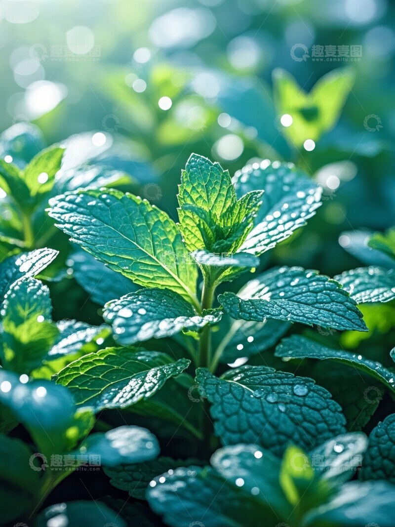 高清大图下载【趣麦麦图】新鲜薄荷叶的特写