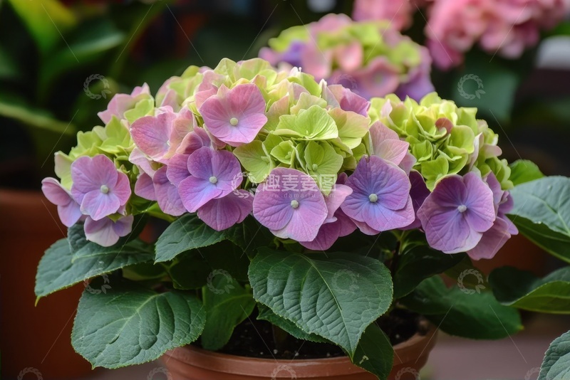 高清大图下载【趣麦麦图】盛开的植物花卉