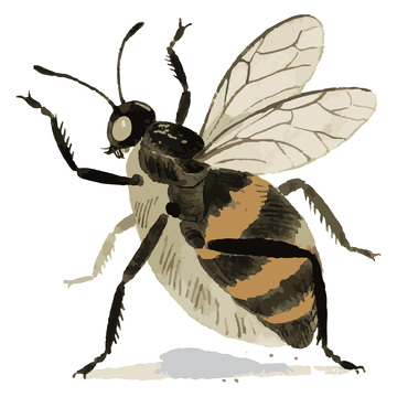 水彩肥胖大蜜蜂