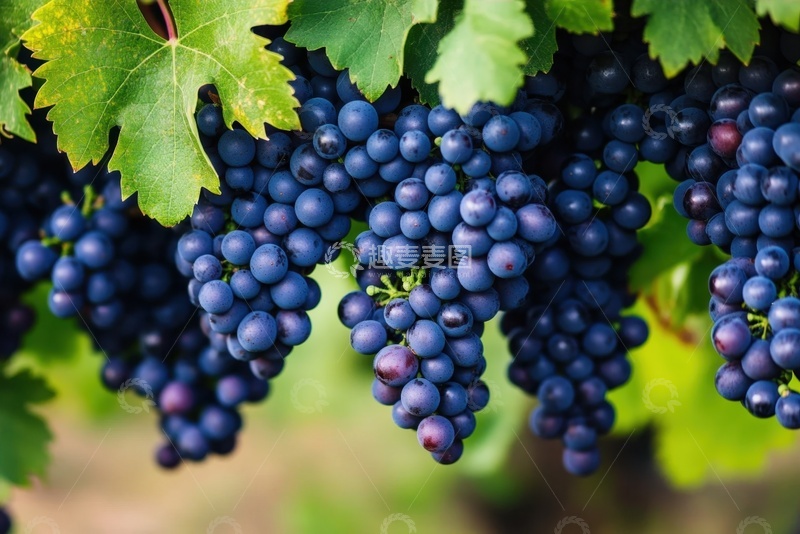 高清大图下载【趣麦麦图】紫色的葡萄串水果