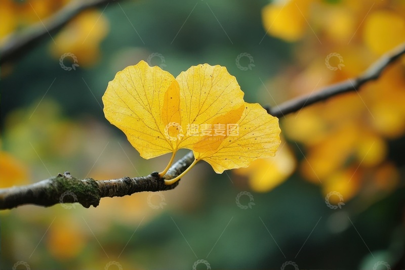 高清大图下载【趣麦麦图】树枝上黄色的叶片