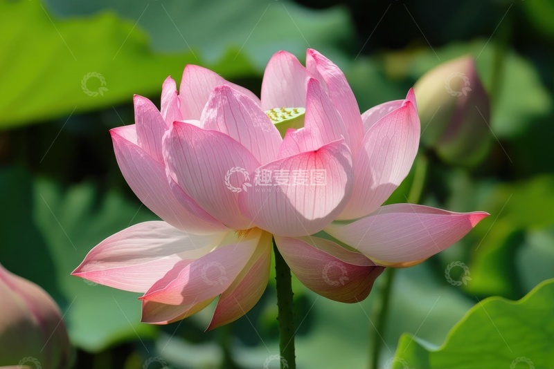 高清大图下载【趣麦麦图】盛开的粉色荷花花卉