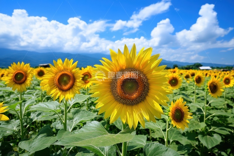 高清大图下载【趣麦麦图】向日葵花田美景
