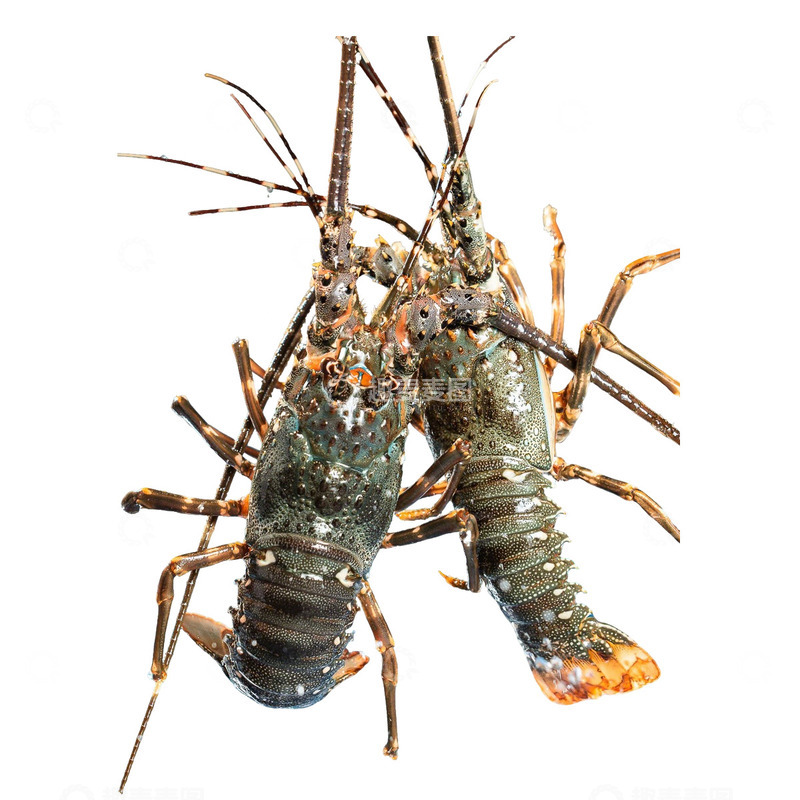 高清大图下载【趣麦麦图】鲜活海鲜青龙虾