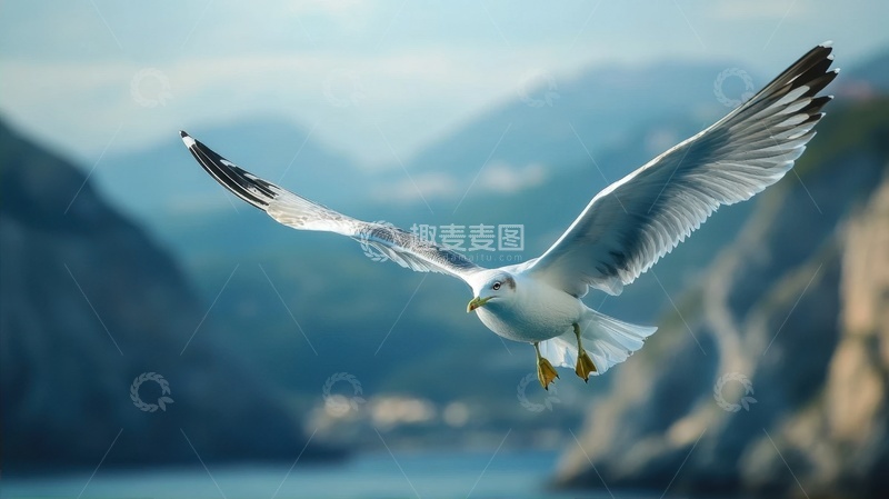 高清大图下载【趣麦麦图】天空中飞翔的海鸥