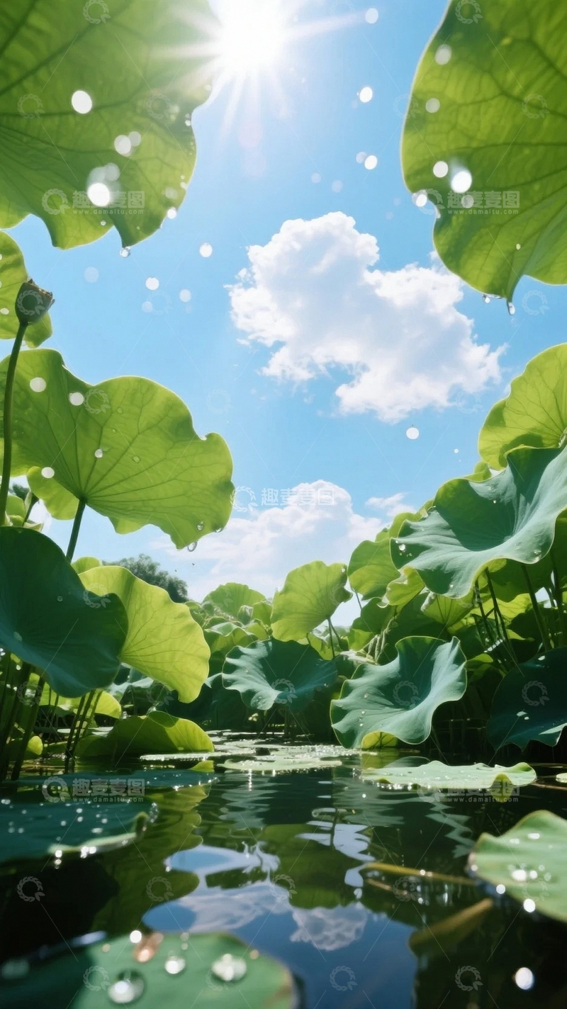 高清大图下载【趣麦麦图】夏天里的荷花塘3