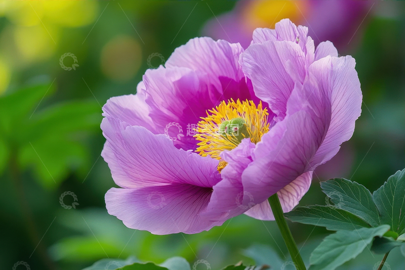 高清大图下载【趣麦麦图】一朵紫色牡丹花