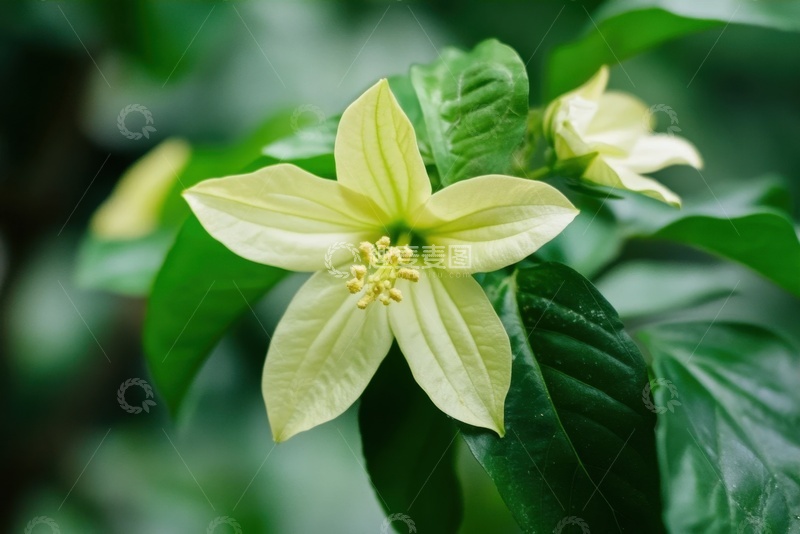 高清大图下载【趣麦麦图】盛开的一朵绿色小花