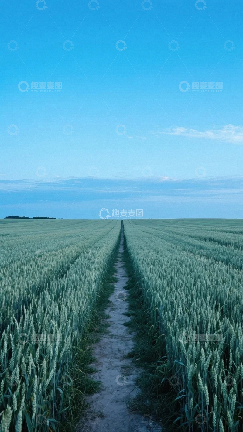 高清大图下载【趣麦麦图】成熟的金色麦田4