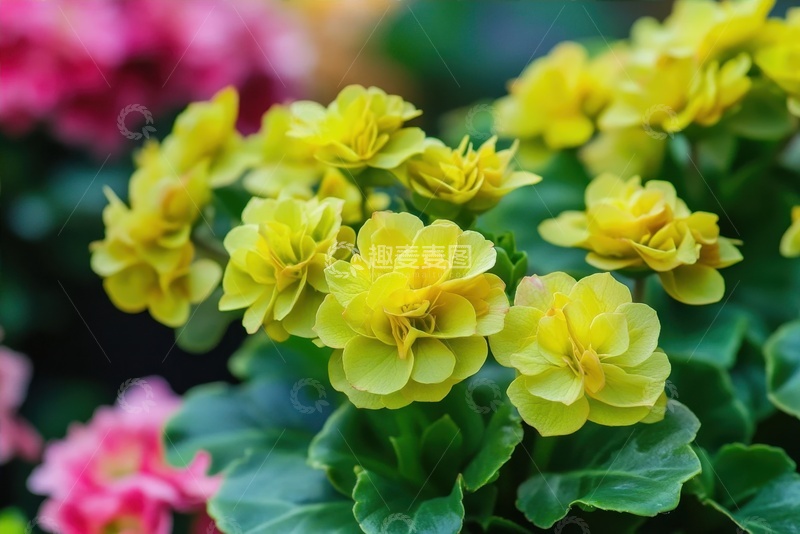 高清大图下载【趣麦麦图】盛开的小黄花花簇