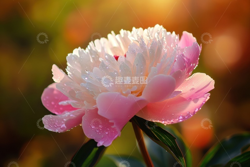 高清大图下载【趣麦麦图】盛开的一朵牡丹花