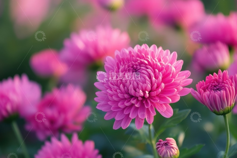 高清大图下载【趣麦麦图】户外盛开的玫红色小菊花