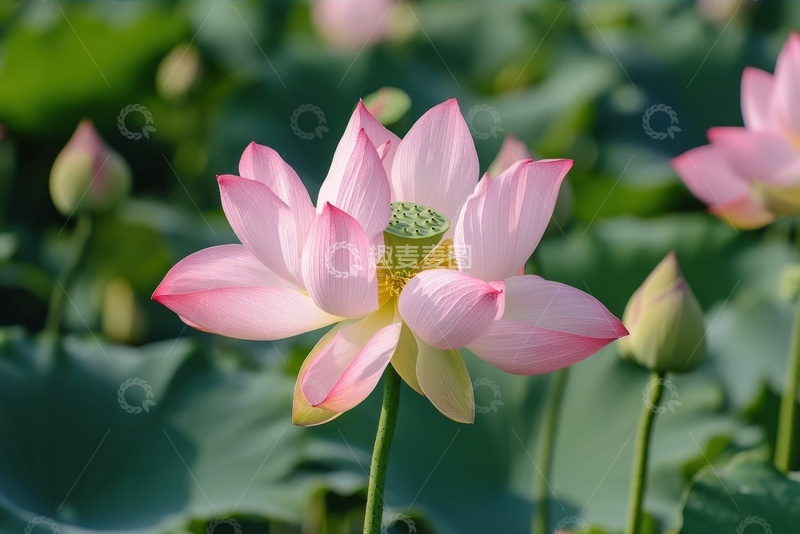 高清大图下载【趣麦麦图】盛开的荷花池塘美景