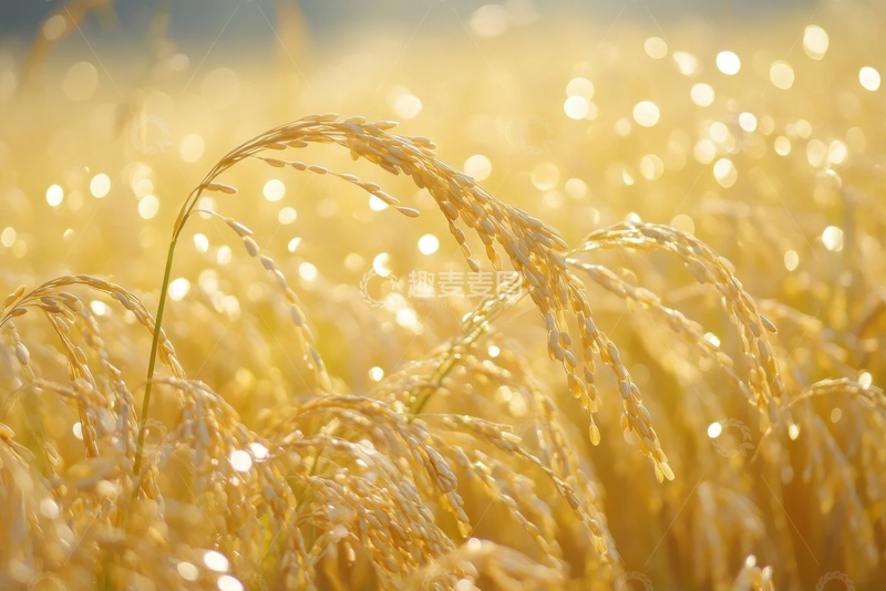 高清大图下载【趣麦麦图】金色的稻田农作物