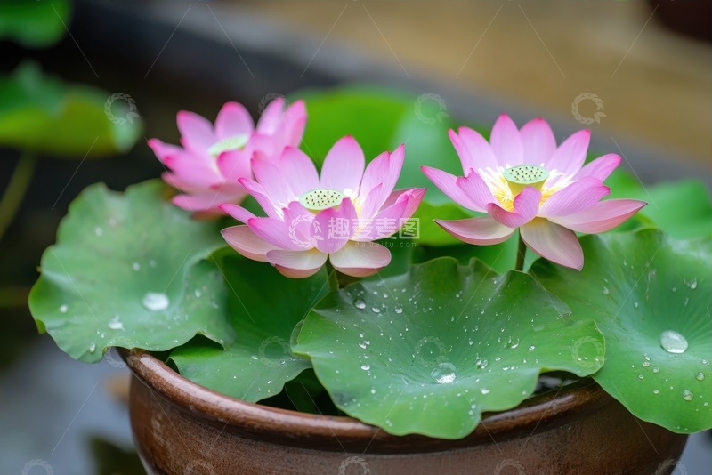 高清大图下载【趣麦麦图】水缸里种植的碗莲花卉