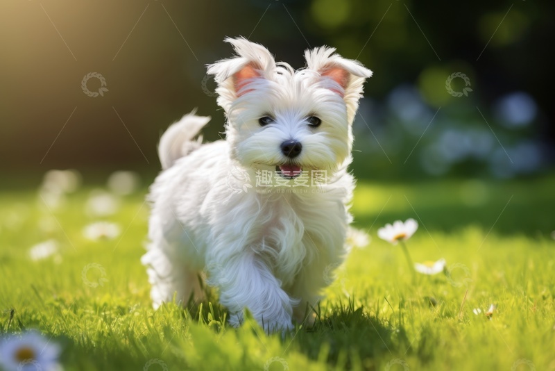高清大图下载【趣麦麦图】绿草地上行走的小白狗