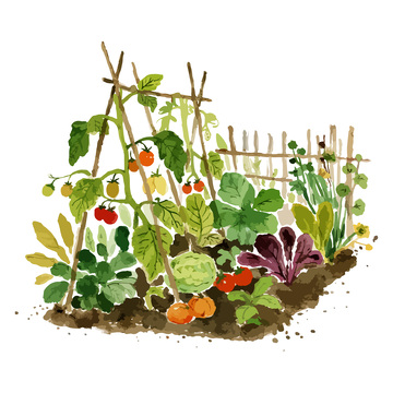 蔬菜园水彩插画2