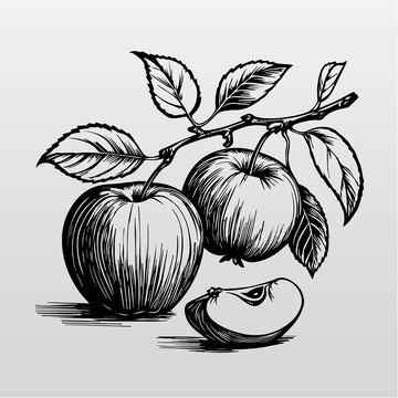 手绘黑白苹果插画