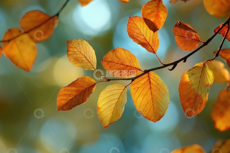 高清大图下载【趣麦麦图】秋季树叶树枝摄影