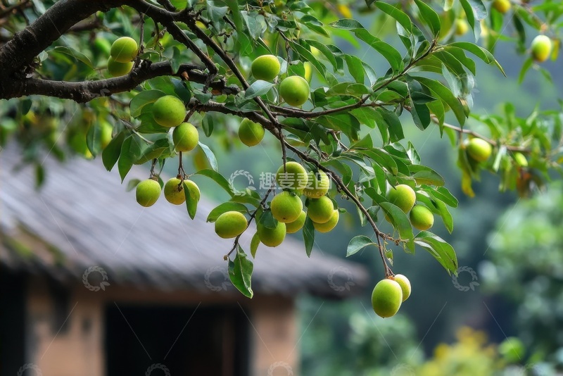 高清大图下载【趣麦麦图】院落里的梨子树