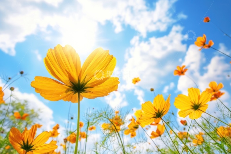 高清大图下载【趣麦麦图】户外天空下的小黄花
