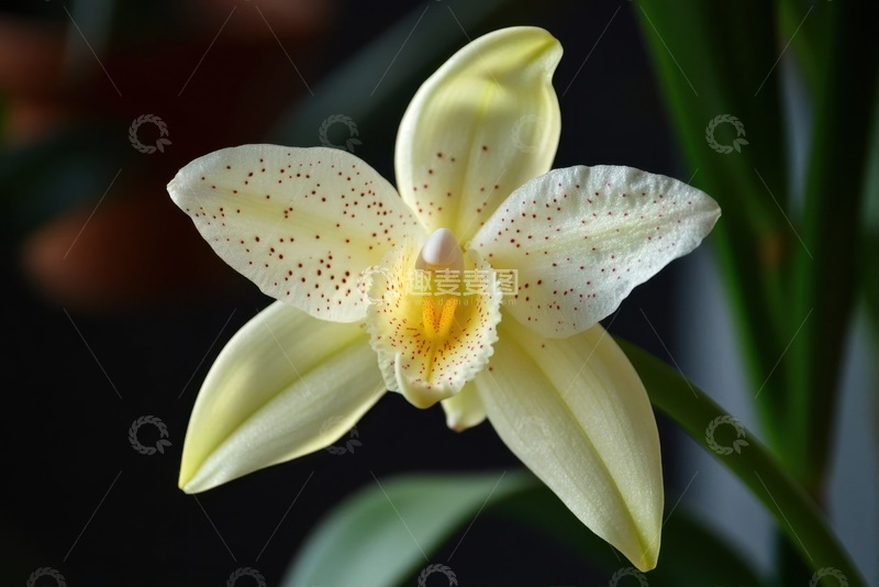 高清大图下载【趣麦麦图】盛开的一朵小白花