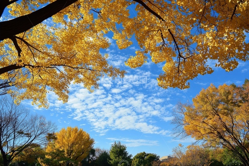 高清大图下载【趣麦麦图】秋季黄色的树叶树枝自然风景