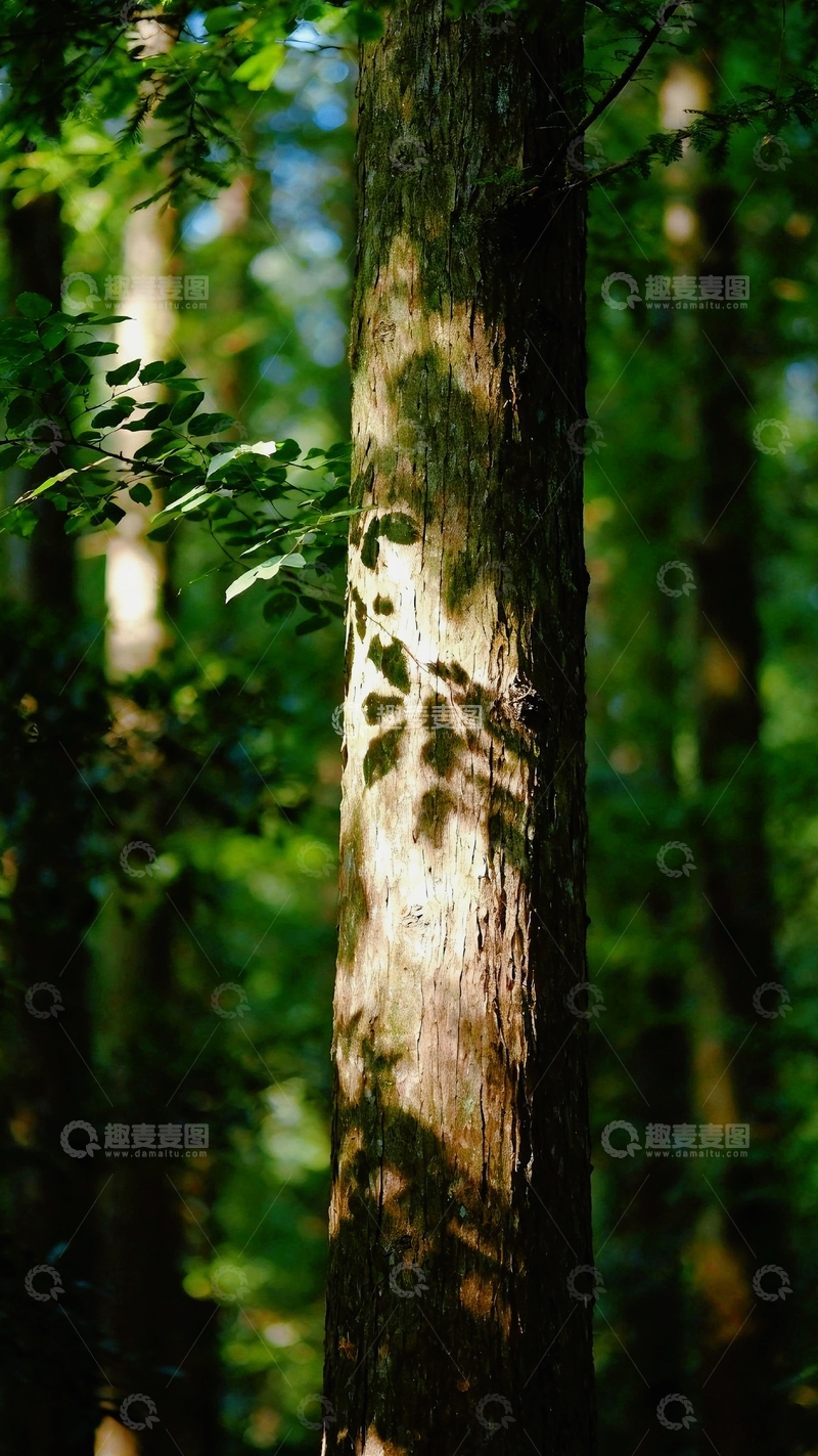 高清大图下载【趣麦麦图】绿意生机的大树