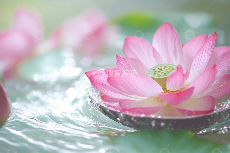 高清大图下载【趣麦麦图】水面上漂浮的一朵莲花