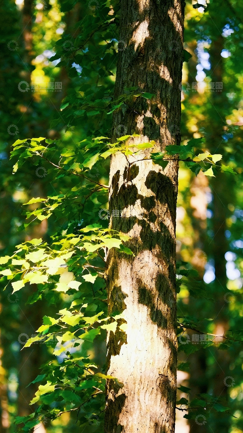 高清大图下载【趣麦麦图】大树的治愈光影