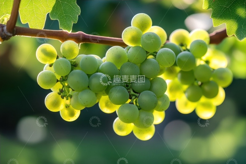 高清大图下载【趣麦麦图】葡萄架上的绿色葡萄