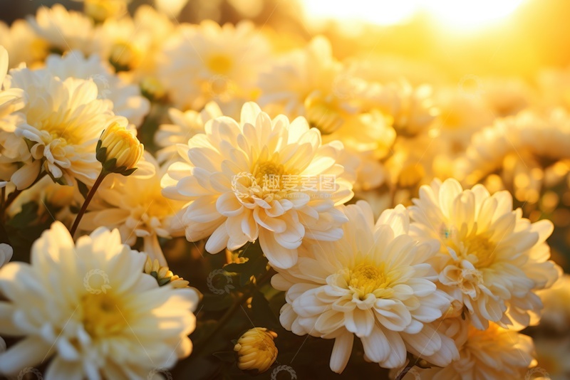 高清大图下载【趣麦麦图】盛开的白色菊花花丛