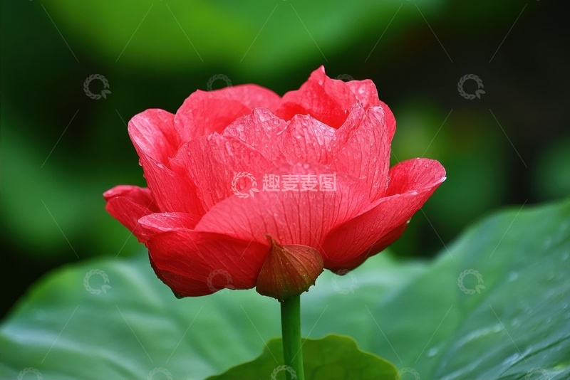 高清大图下载【趣麦麦图】盛开的一朵红色的鲜花花卉